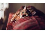 Figo Pet Tierkrankenversicherung - GALLERY