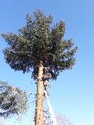 Firma Sima - 7