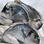 Fischhandel und Italienische Lebensmittel GmbH - 1