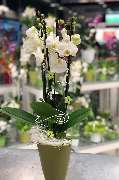 Fleur Holland Blumen - GALLERY