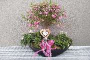 Fleur Holland Blumen - GALLERY