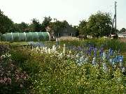 Floragarten Weinreich Inh. Jan Weinreich - GALLERY