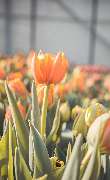 Floralita - GALLERY