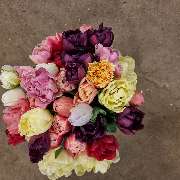 Floralita - GALLERY