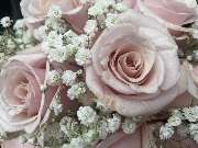 Floristikfee Christine Wiegand - GALLERY