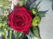 Floristikfee Christine Wiegand - GALLERY