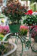 Flower & Art - GALLERY