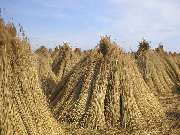 Föhrer Reetbedachungs GmbH - GALLERY