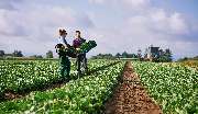 Foodservice Brüning Sylt - Foodservice Brüning ist ihr zertifizierter Großhandel für Obst, Gemüse, exotische Früchte und Feinkost auf Sylt. Frische, Qualität und zuverlässiger Kundenservice sorgen für eine hohe Zufriedenheit unserer Kunden.

 „Gehe immer 