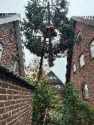 Forst- und Baumdienst Pels - 5