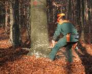 Forst- und Gartenpflege Dyck - 5