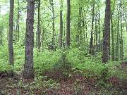 Forstbetriebsgemeinschaft Aitrach-Isar-Vils w. V. - 3