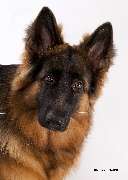 Foto-Studio-Neumann - GALLERY