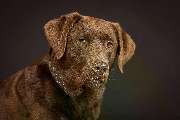 Fotogebell Hundefotografie - Carsten Pöhler - Fotogebell Hundefotografie - Carsten Pöhler Brauner Labrador im Fotostudio, Studiohundeshooting Münster. Hochwertige Hundefotografie mit klarer Lichtsetzung und natürlichem Ausdruck.