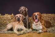 Fotogebell Hundefotografie - Carsten Pöhler - Fotogebell Hundefotografie - Carsten Pöhler Drei Hunde liegen im Fotostudio vor Strohballen, Studiohundeshooting in Münster. Authentische Tierfotografie mit klarer Lichtgestaltung und Fokus auf Ausdruck und Ch