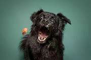 Fotogebell Hundefotografie - Carsten Pöhler - Fotogebell Hundefotografie - Carsten Pöhler Dynamische Hundefotografie Münster: Schwarzer Hund im Studio beim Fangen eines Leckerlis. Präziser Moment eingefangen, klare Beleuchtung und lebendige Pose.