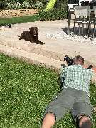 Fotogebell Hundefotografie - Carsten Pöhler - Fotogebell Hundefotografie - Carsten Pöhler Fotograf erstellt Hundeportrait im Garten, professionelles Outdoor Hundeshooting in Münster mit natürlichem Licht und authentischer Perspektive.