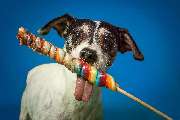 Fotogebell Hundefotografie - Carsten Pöhler - Fotogebell Hundefotografie - Carsten Pöhler Nahaufnahme eines Hundes mit Regenbogenlolli im Studio, farbenfrohes Hundeshooting Münster. Moderne Hundefotografie mit klarer Lichtführung und spielerischem Motiv.