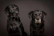 Fotogebell Hundefotografie - Carsten Pöhler - Fotogebell Hundefotografie - Carsten Pöhler Zwei Labradore sitzen im Fotostudio, klassische Hundefotografie mit dunklem Hintergrund, präziser Lichtführung und natürlicher Ausdrucksstärke.