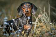 Fotostudio Klick-Moment - Hunde-Shooting-Outdoor-Klick-Moment-Fotostudio-Gera-Zwoetzen-Buergerhof.jpg