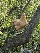 Freizeithof Tigermotte - GALLERY