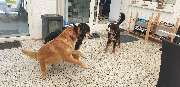 Fremdsprache-Hund - 2