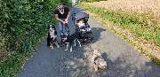 Fremdsprache-Hund - 3