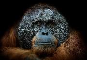 frey-sein - Die Agentur für Kommunikation - Ein großer, ernster Orang-Utan Affe steht im Bildvordergrund – sein kräftiger Körper und sein dichter, dunkler Pelz dominieren die Szene. Sein Blick ist direkt und intensiv, als würde er in die Ferne schauen ode