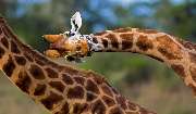 frey-sein - Die Agentur für Kommunikation - Zwei Giraffen mit ihren langen, geschwungenen Hälsen dominieren das Bild. Der Fokus liegt auf dem sanft gebogenen Hals der vorderen Giraffe, deren Kopf sich zum Rücken der zweiten Giraffe neigt. Ihre Felle trage
