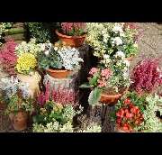 Friedhofsgärtnerei und Blumengeschäft Wieting - GALLERY