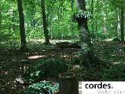 Friedrich Cordes Bestattungen Ronnenberg-Empelde - GALLERY