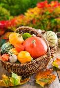 Frisch Frucht Erfurt GmbH – Ihr Foodservice Partner - Der Foodservice Frisch Erfurt ist ihr Großhandel für Obst, Gemüse, Kräuter, Salate, Bioprodukte, Kartoffelprodukte, exotische Früchte, Feinkost, Convenience, Molkereiprodukte, Gastro-Spezial und Divers