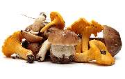 Frisch Frucht Erfurt GmbH – Ihr Foodservice Partner - Der Foodservice Frisch Erfurt ist ihr Großhandel für Obst, Gemüse, Kräuter, Salate, Bioprodukte, Kartoffelprodukte, exotische Früchte, Feinkost, Convenience, Molkereiprodukte, Gastro-Spezial und Divers