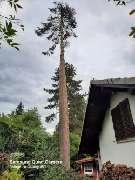 Gabriel Baum- & Gartenpflege - 2