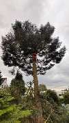 Gabriel Baum- & Gartenpflege - 7