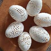 Gabriele Krecht - Wachstechnik Ostereier & Christbaumkugeln - GALLERY