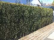 Gärtner Herrmann Olching - GALLERY