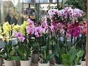 Gärtnerei Aeschlimann - GALLERY