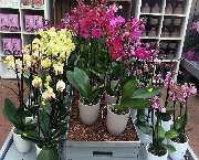 Gärtnerei Aeschlimann - GALLERY