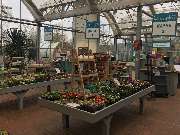 Gärtnerei Aeschlimann - GALLERY