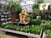 Gärtnerei Aeschlimann - GALLERY