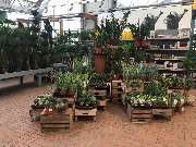 Gärtnerei Aeschlimann - GALLERY