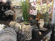 Gärtnerei Aeschlimann - GALLERY