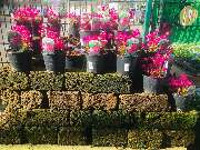 Gärtnerei Aeschlimann - GALLERY