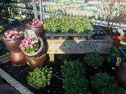 Gärtnerei Aeschlimann - GALLERY