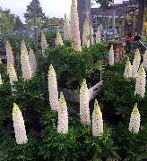 Gärtnerei Aeschlimann - GALLERY