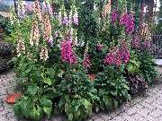 Gärtnerei Aeschlimann - GALLERY