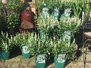 Gärtnerei Aeschlimann - GALLERY