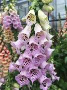 Gärtnerei Aeschlimann - GALLERY