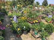 Gärtnerei Aeschlimann - GALLERY